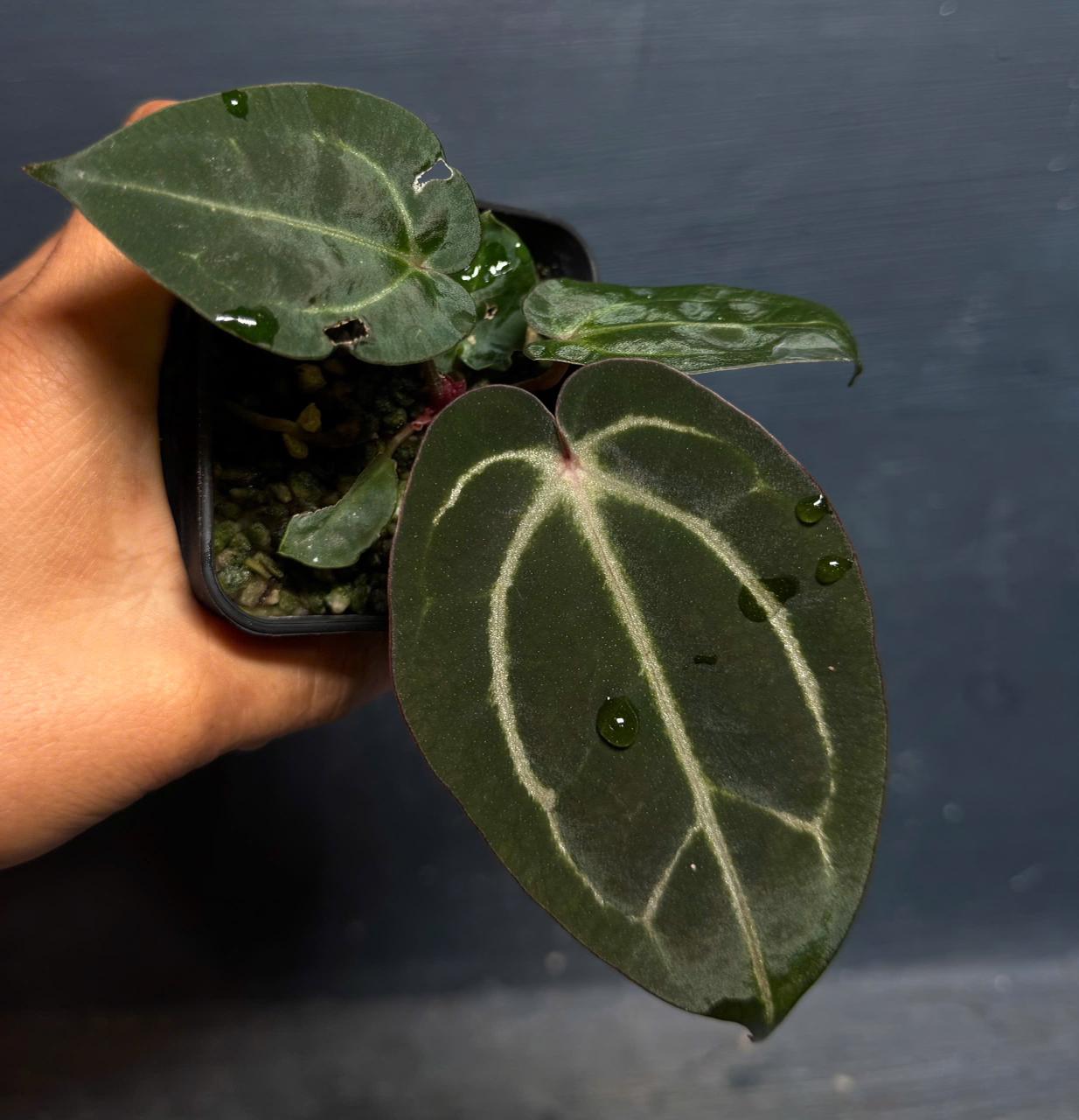 Anthurium Carla Evenstar