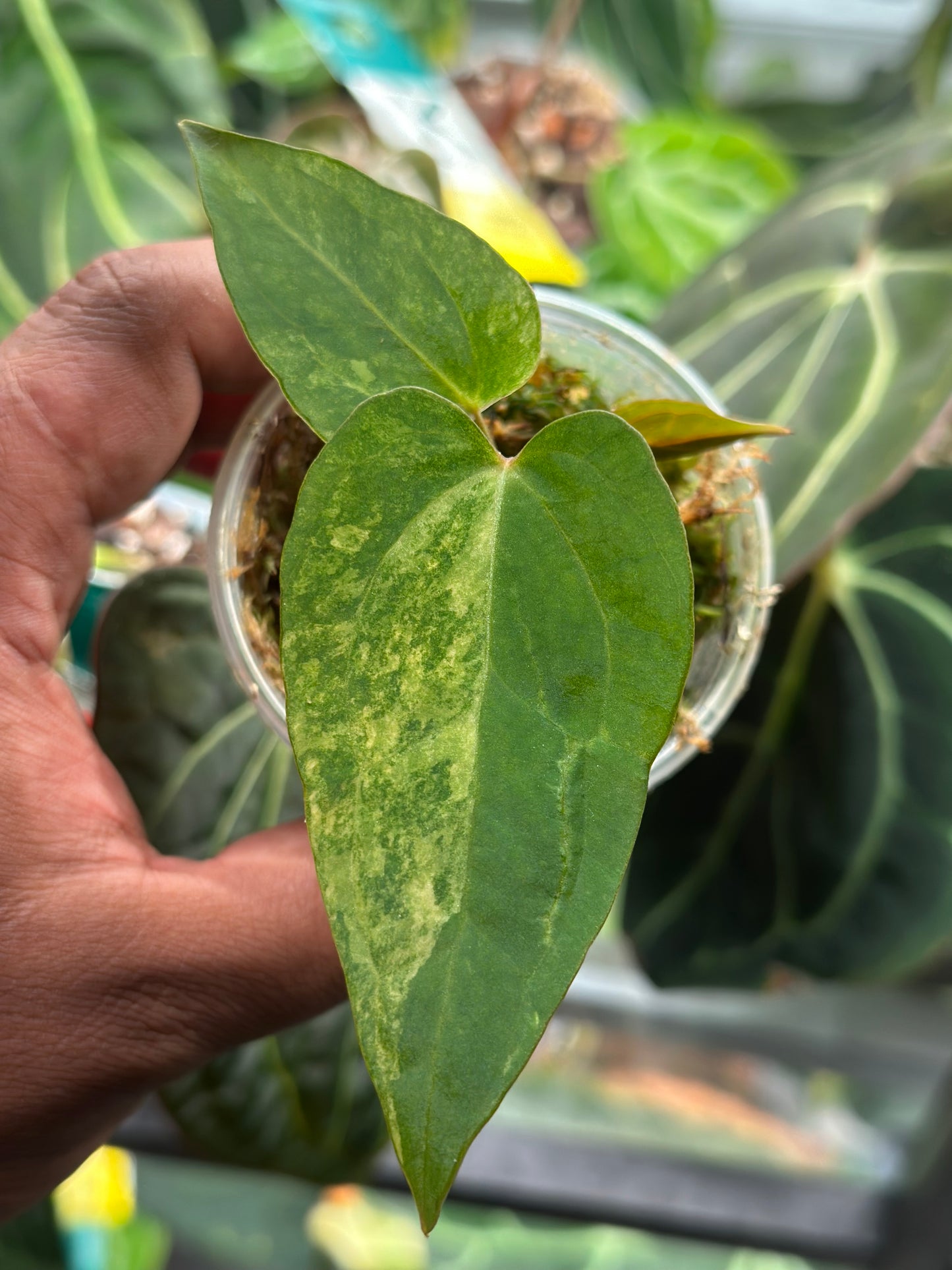 Papillilaminum Var x Guna Yala