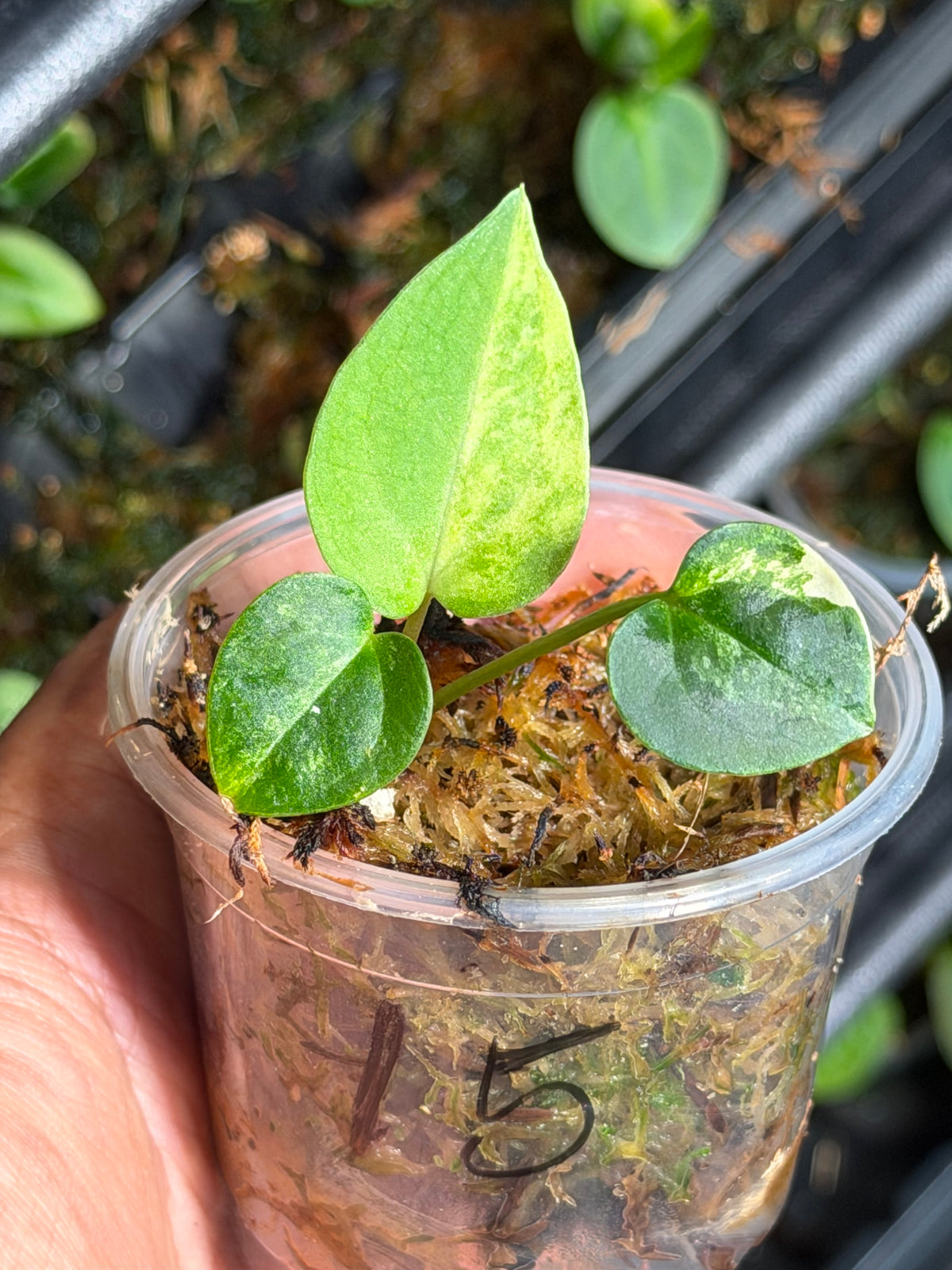 Anthurium (Dressleri x Pap Var) x Carlablackiae RA10 S1 - Select Variegated Seedlings