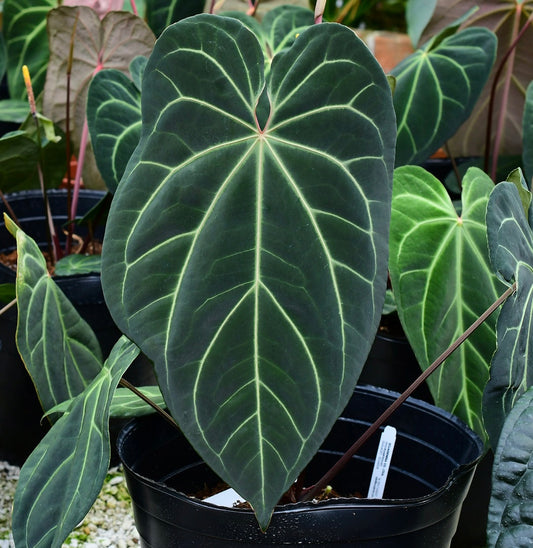 Anthurium Crystal Sky Seedlings - Crystallinum x Besseae aff