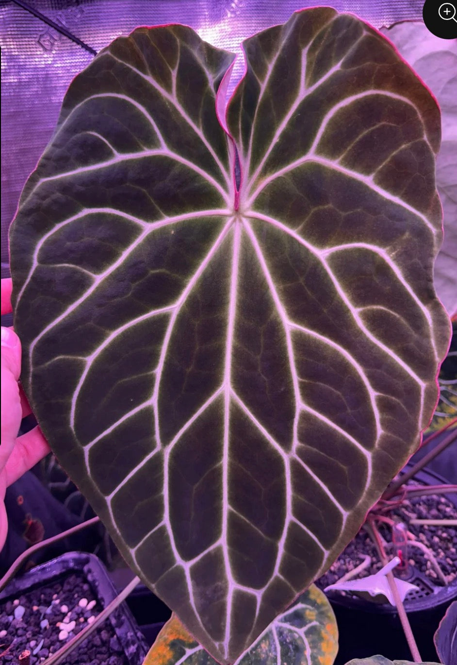 Anthurium Chocolate Crystallinum S1