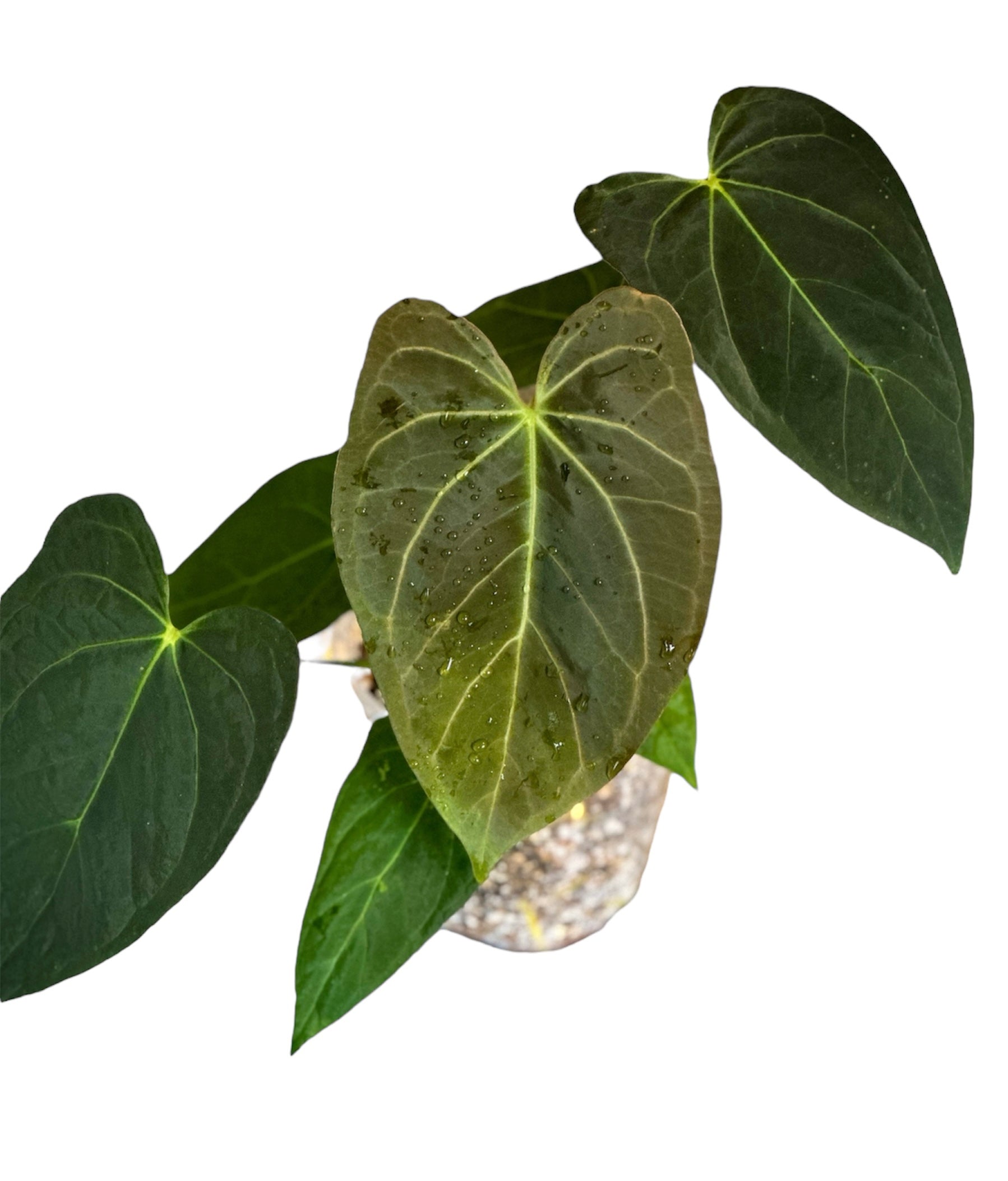anthurium cephalium artiodactyla Anthurium Ace of Spades (AOS) x Blue Papillilaminum – HappiestPlants