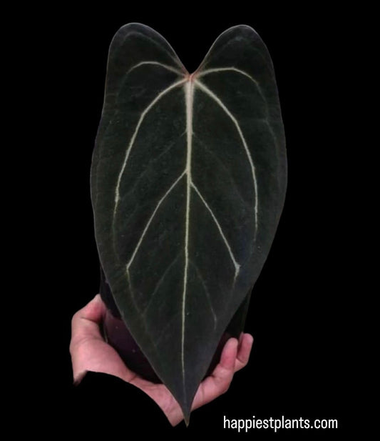 Anthurium Carlablackie