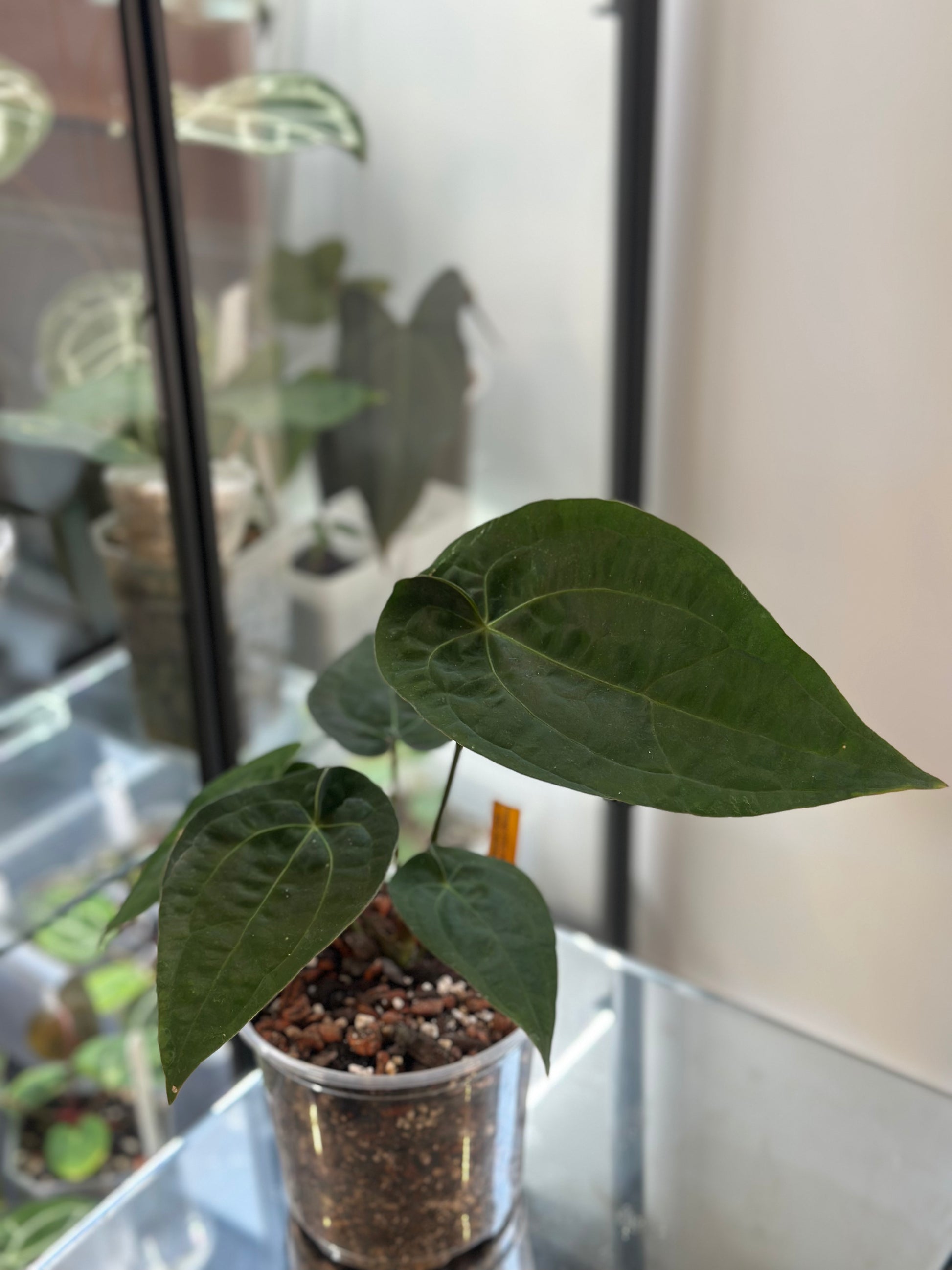 anthurium nse Anthurium Dressleri (NSE) x RVDP