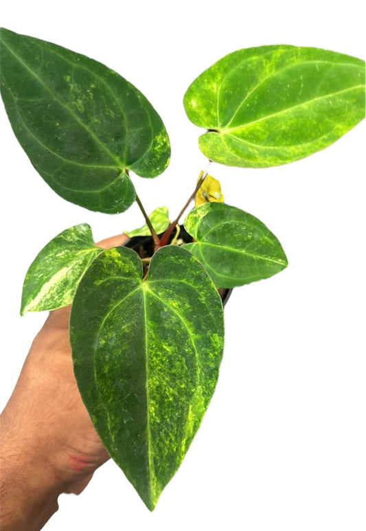 Anthurium Papillilaminum Variegated