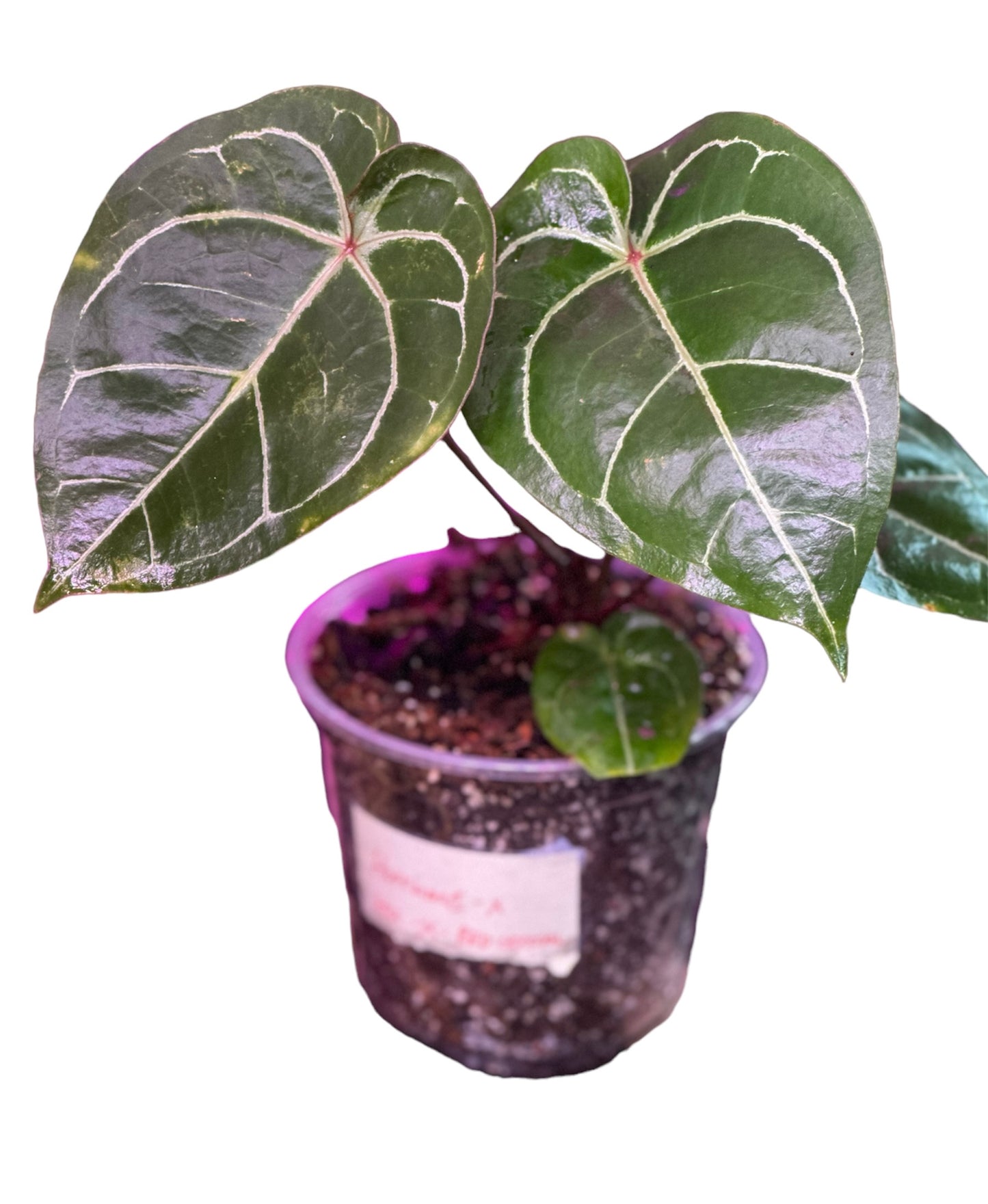 anthurium festino Anthurium Hoffmani Red Sinus x (HU / KOS x Red Crystallinum) – HappiestPlants