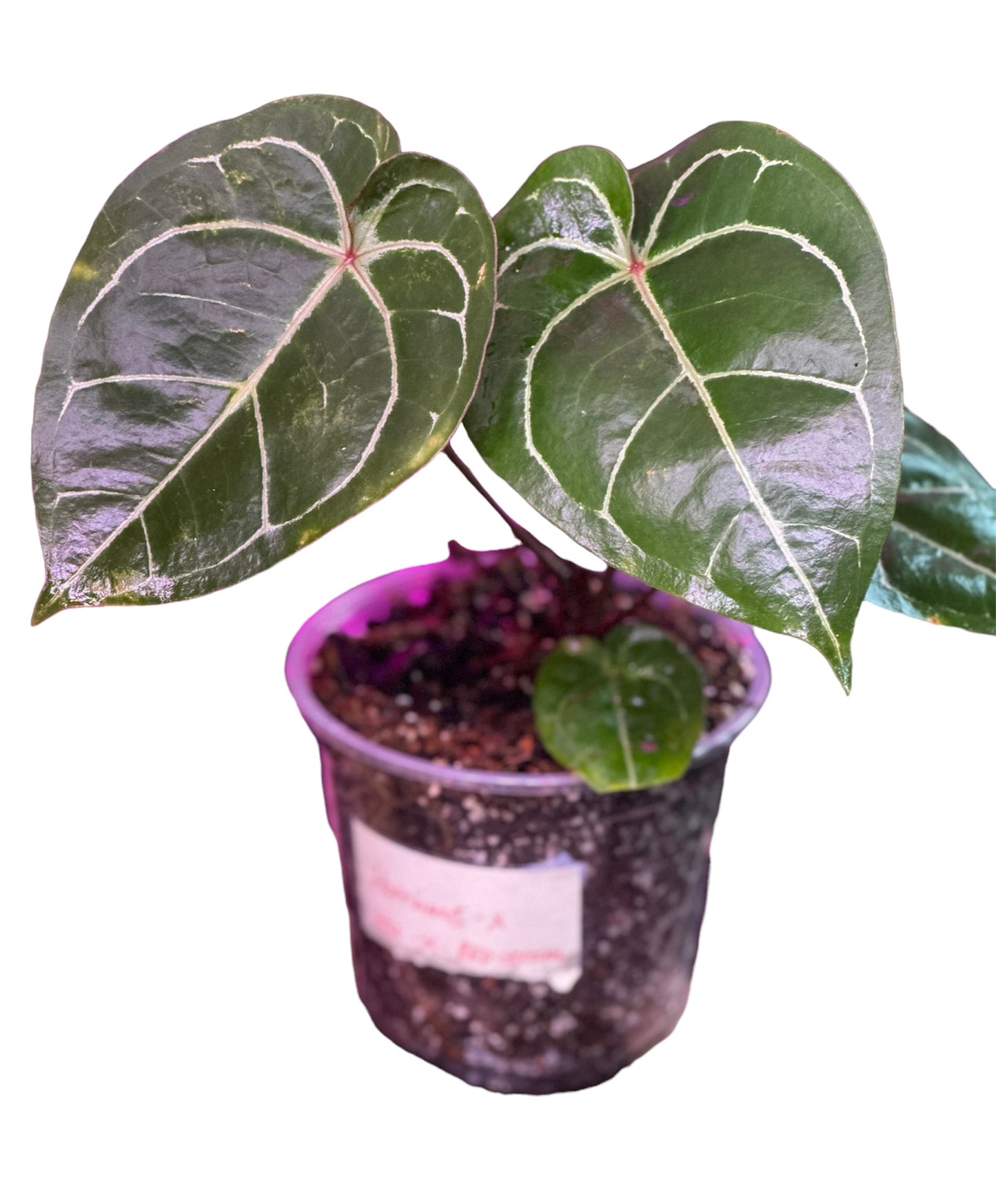 anthurium rosso cure Anthurium Hoffmani Red Sinus x (HU / KOS x Red Crystallinum) – HappiestPlants