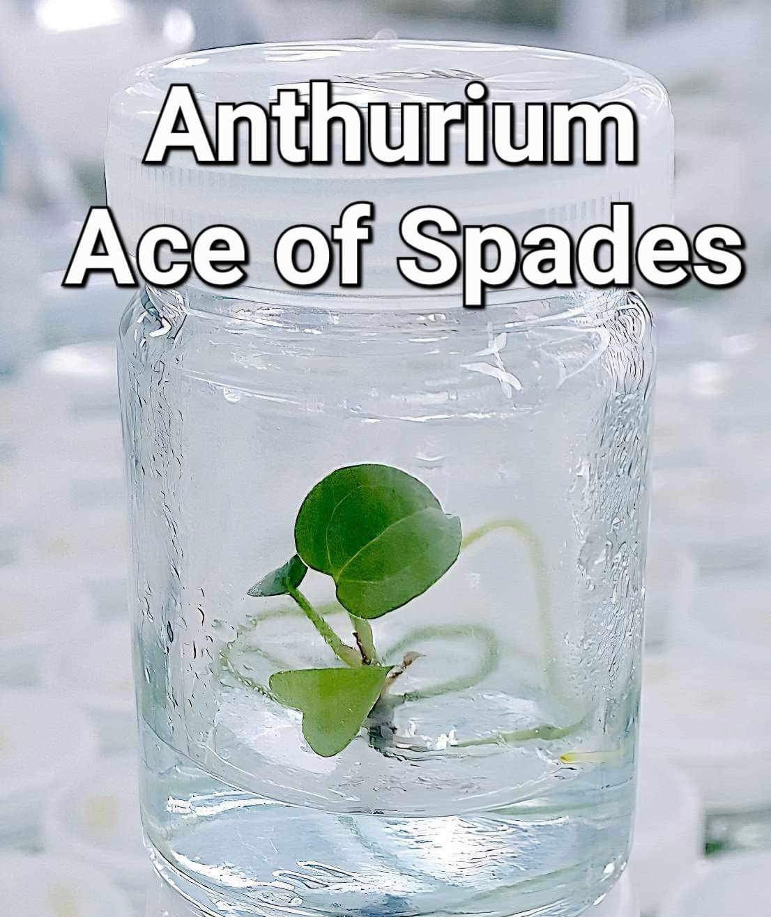 Best Anthurium Ace of Spades