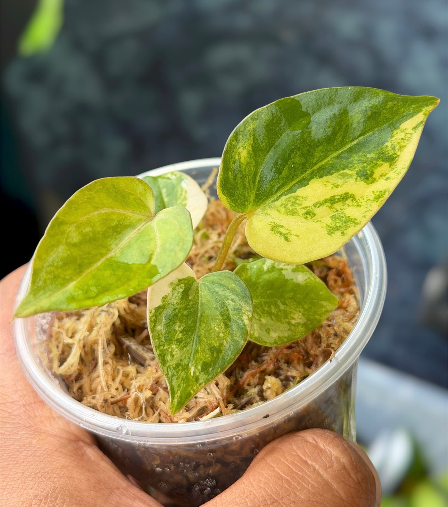 Anthurium Crystallinum Var x AOS (Tezula)