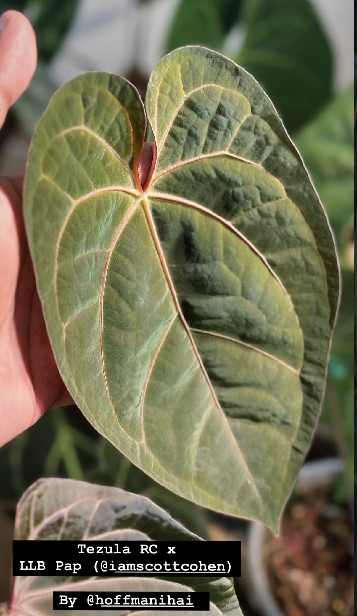 Anthurium (Tezula Red Crystal x Pap LLB) x RVDP