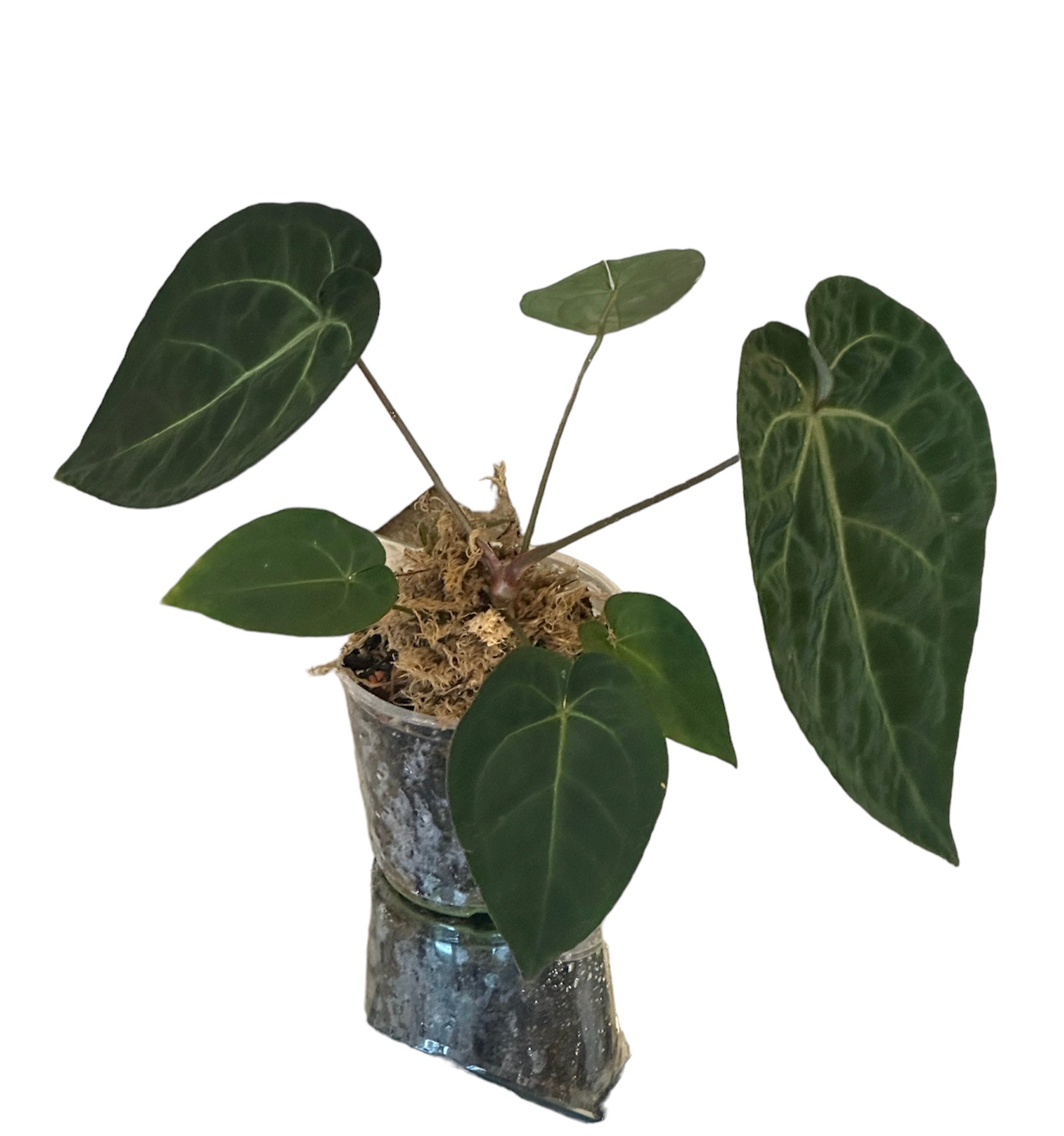 anthurium hoffmani Anthurium Ace of Spades (AOS) x Hoffmani – HappiestPlants