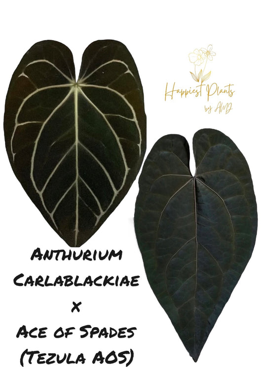Anthurium Carlablackiae x Ace of Spades (Tezula AOS)