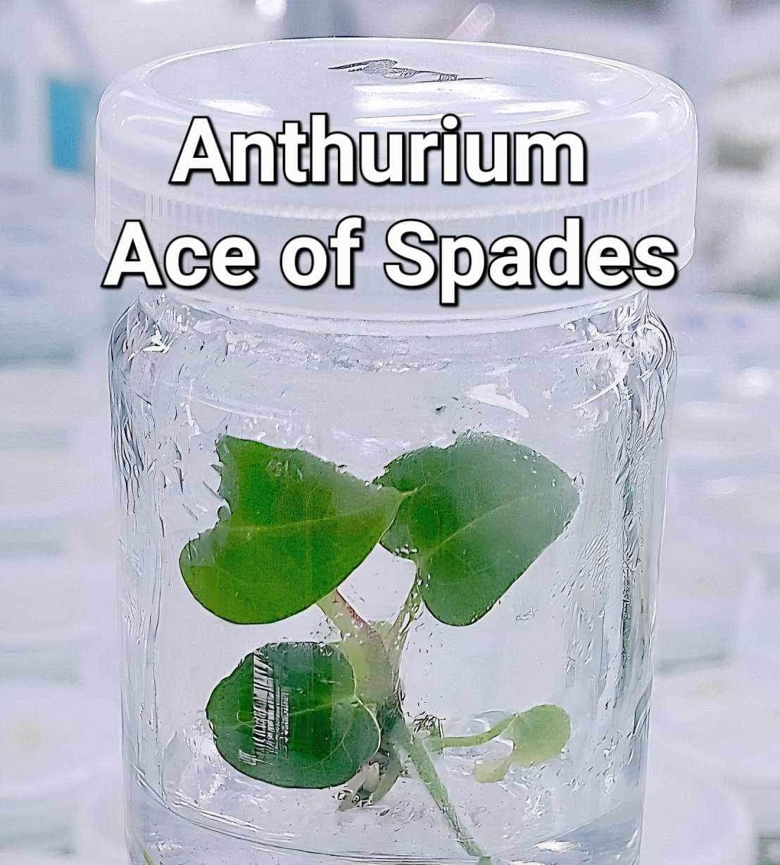 Anthurium Ace of Spades in uk