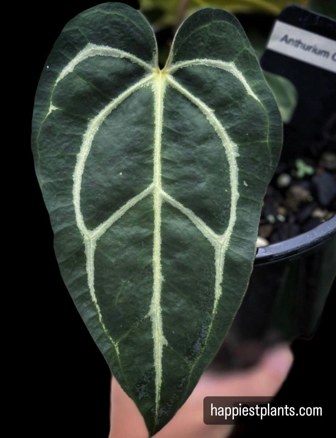 Anthurium carlablackie