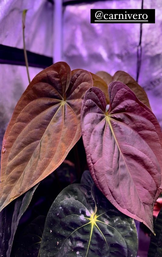 Anthurium Papillilaminum x AOS X Dressleri RG F2 x Carlablackiae Amanda