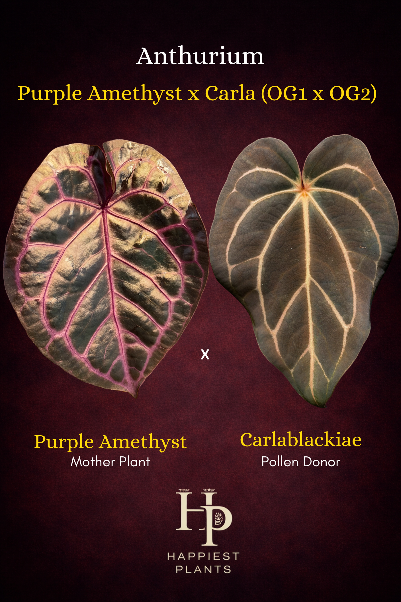 Anthurium Purple Amethyst x Carlablackiae (OG1 x OG2)
