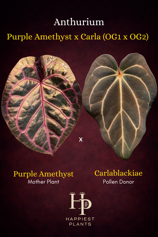 Anthurium Purple Amethyst x Carlablackiae (OG1 x OG2)