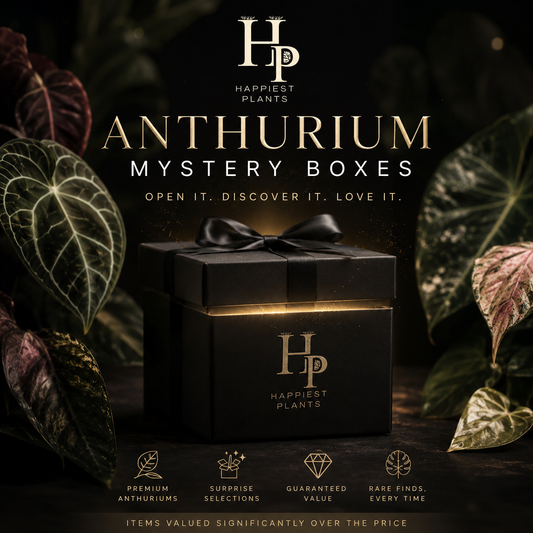 Anthurium Mystery Boxes