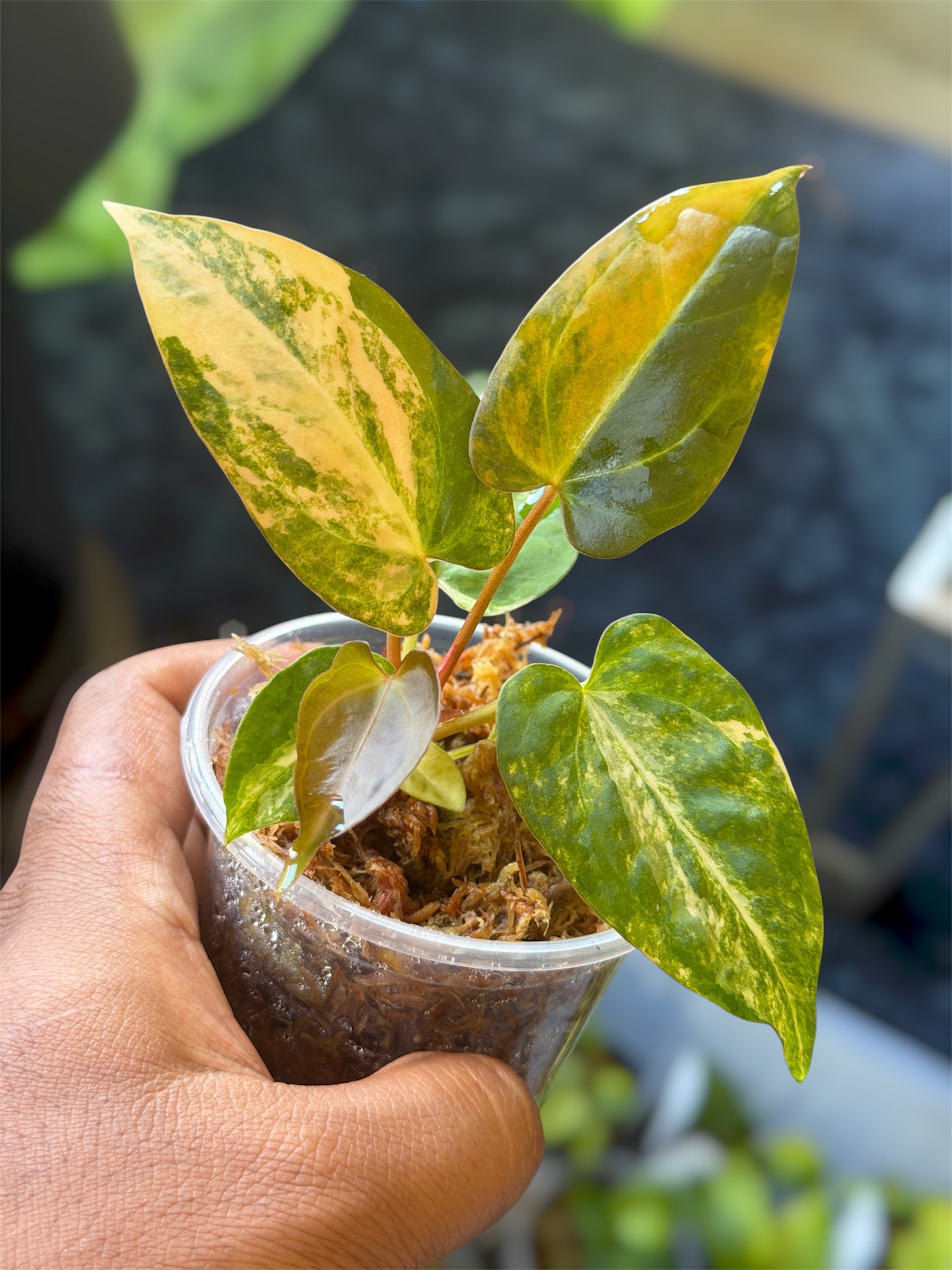 Anthurium (Pap Var x Carlablackiae) x (Dressleri x Pap Var