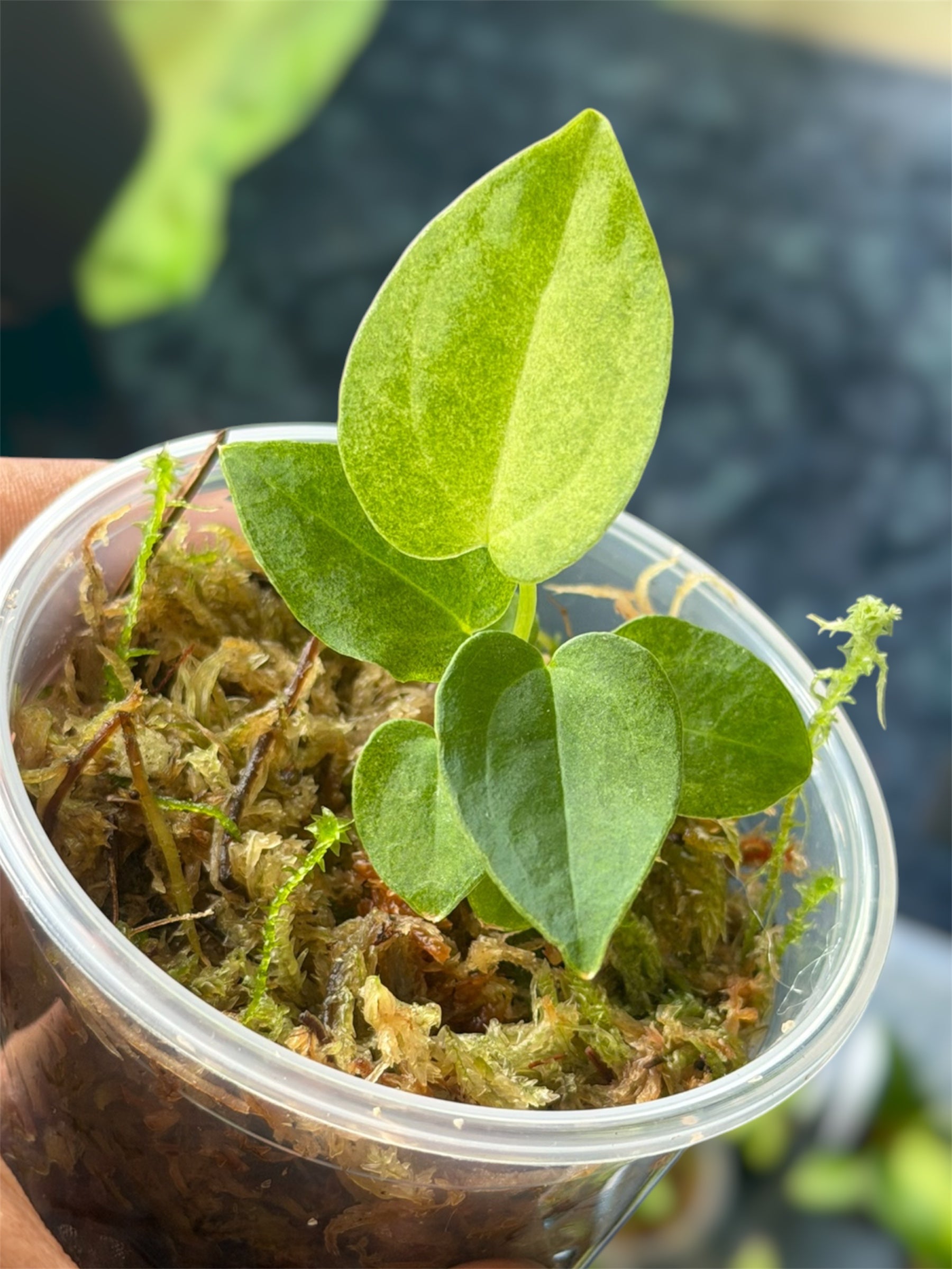 Anthurium Pap Var x RVDP – HappiestPlants