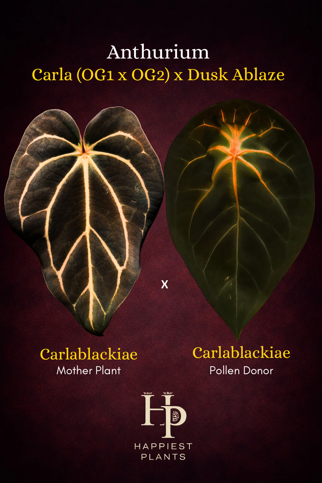 Anthurium Carlablackiae (OG1 x OG2) x Dusk Ablaze