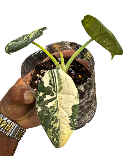 Alocasia Maharani Variegated