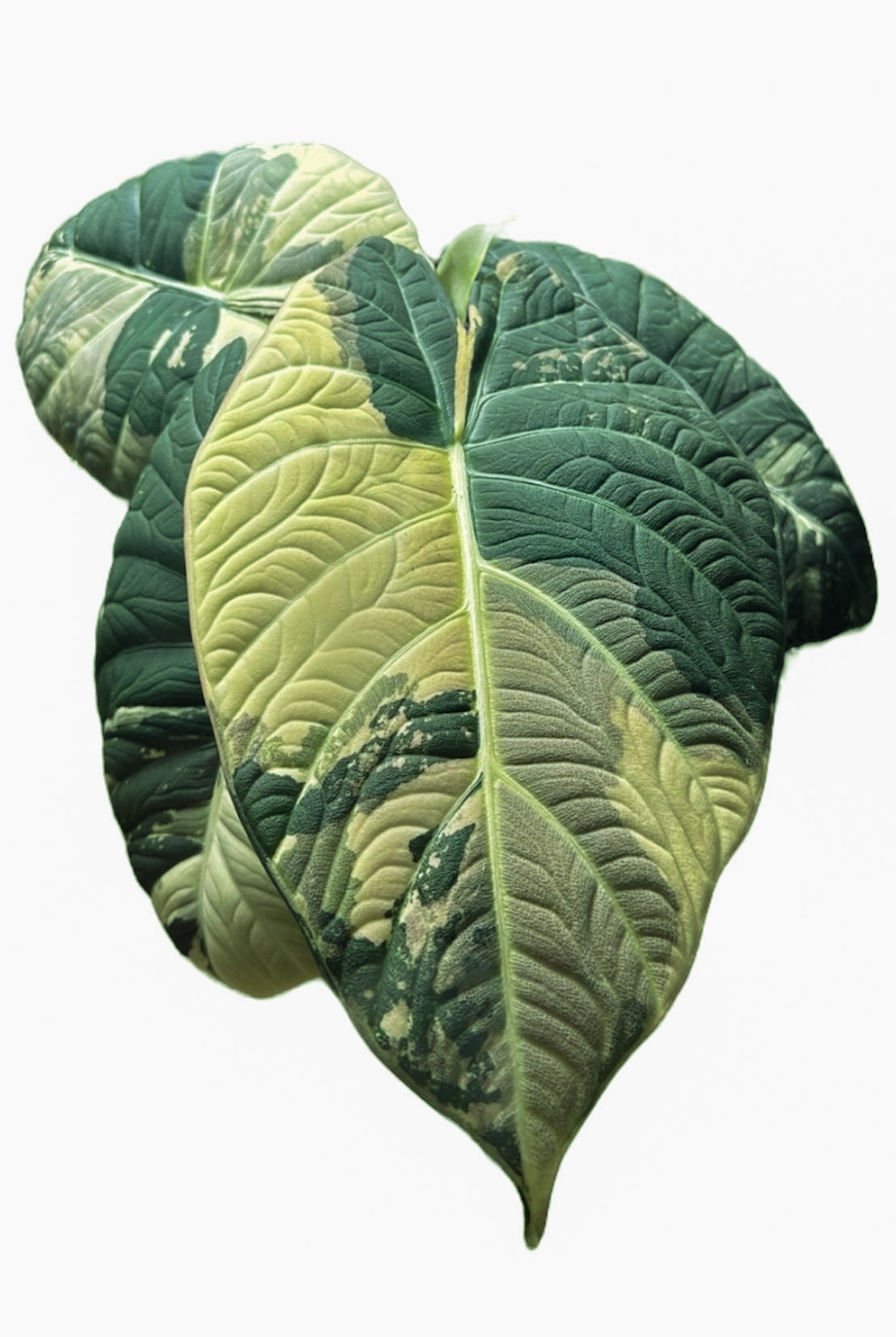 Alocasia Maharani Variegated