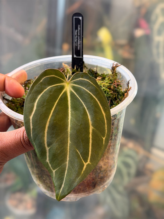 Anthurium Carlablackiae - Peter Parker S1 Holdback - Clone