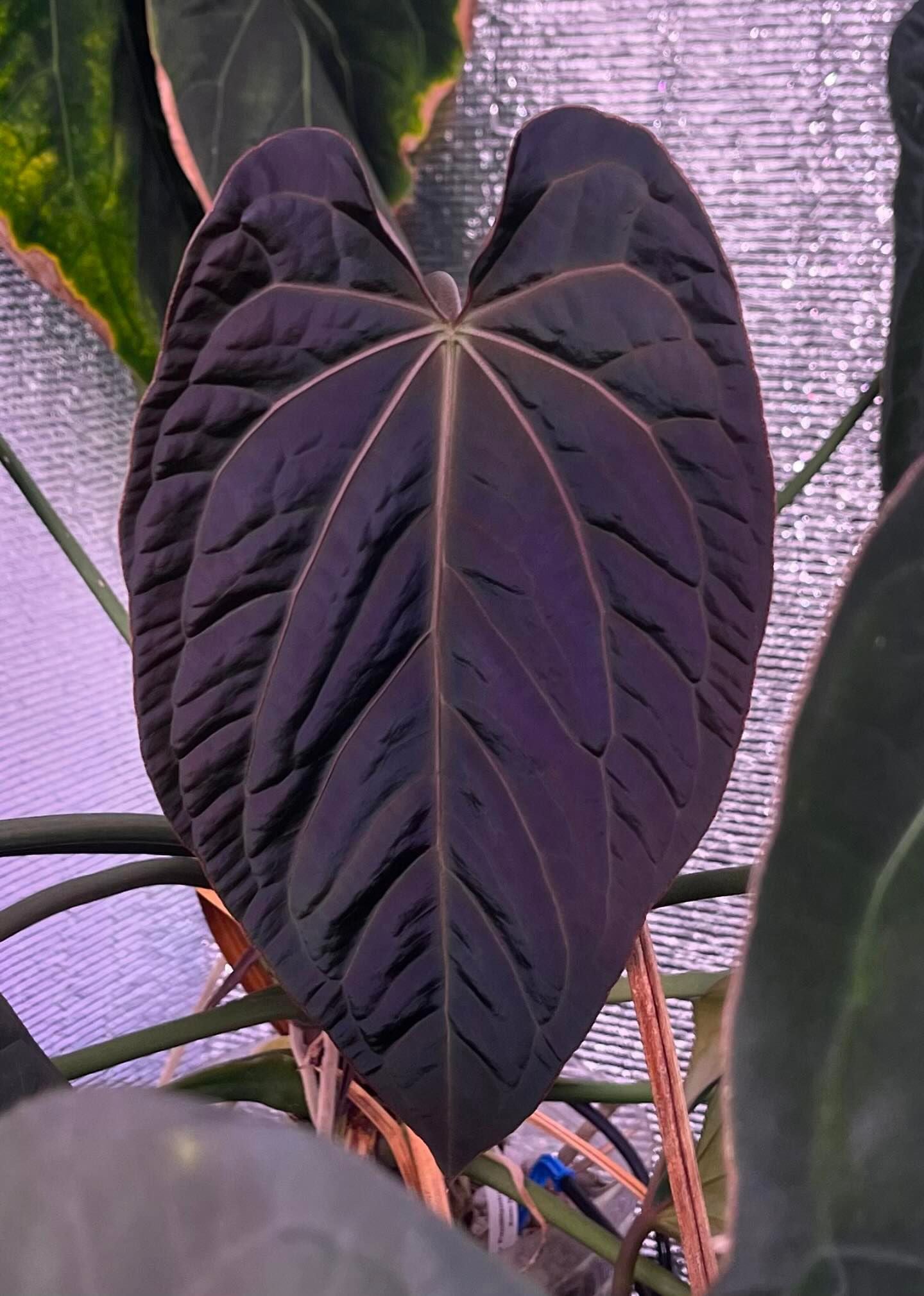 Anthurium Papillilaminum Hermes x Papillilaminum Matcha