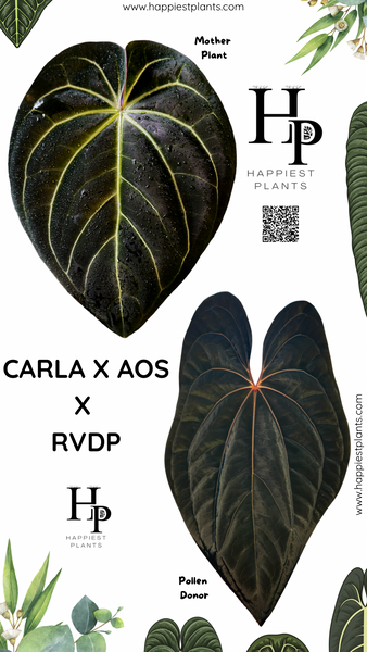 Anthurium Carlablackiae × AOS X RVDP – HappiestPlants Anthurium Carlablackiae × AOS X RVDP – HappiestPlants