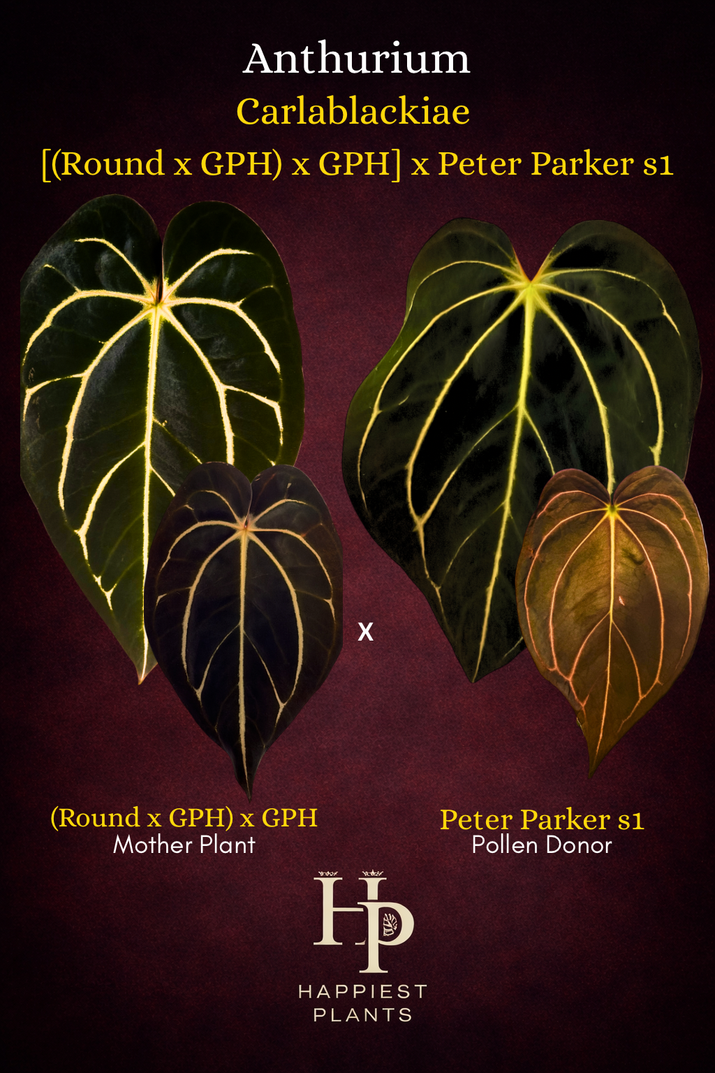Anthurium Carlablackiae (Round x GPH001) x GPH001 × Peter Parker S1