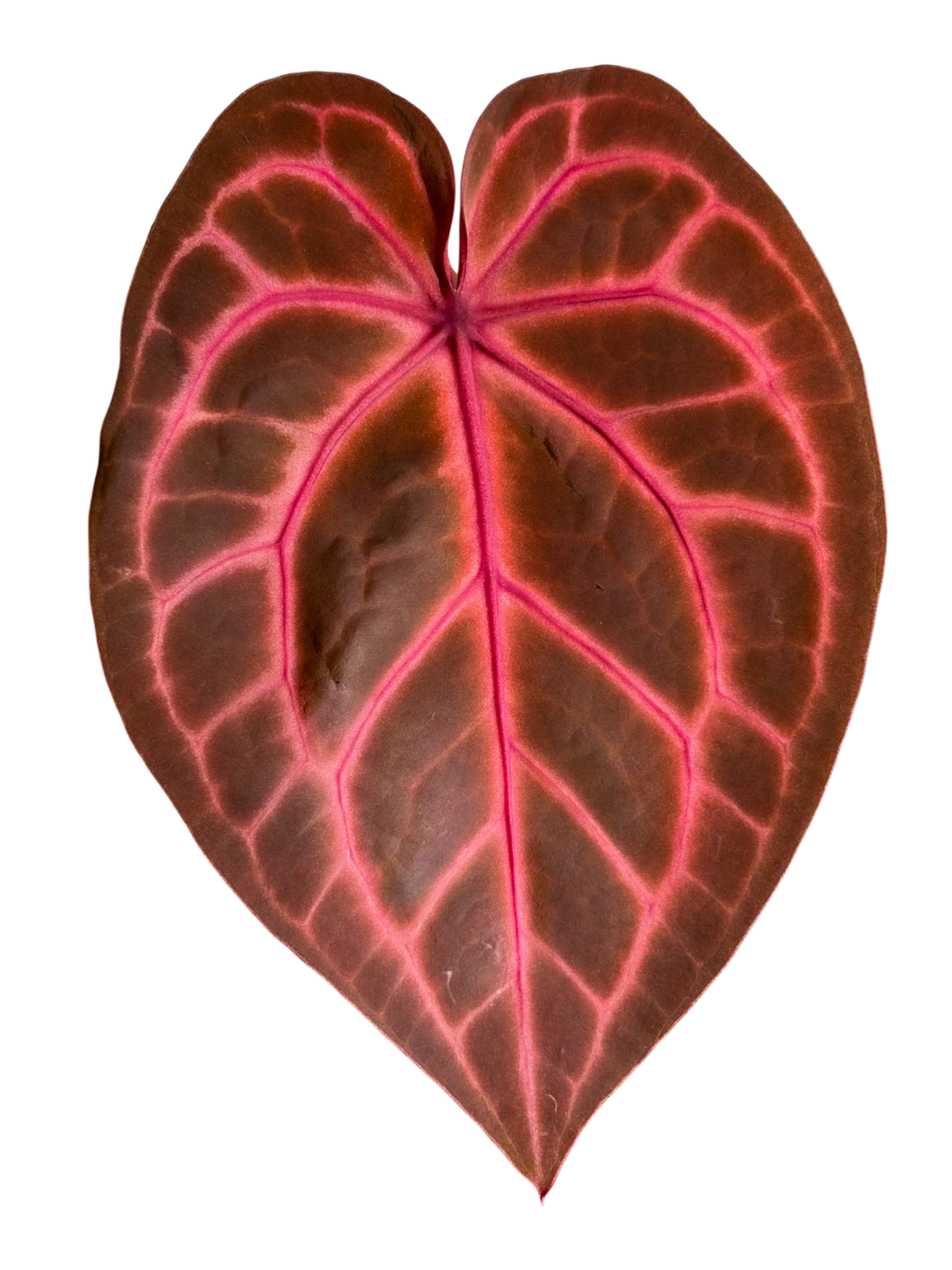 Anthurium Rosè Ember x Ralph Lynam s1