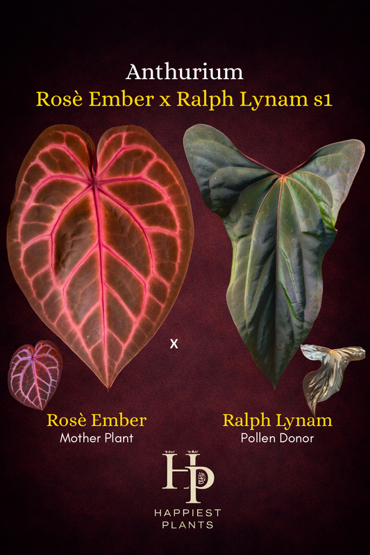 Anthurium Rosè Ember x Ralph Lynam s1