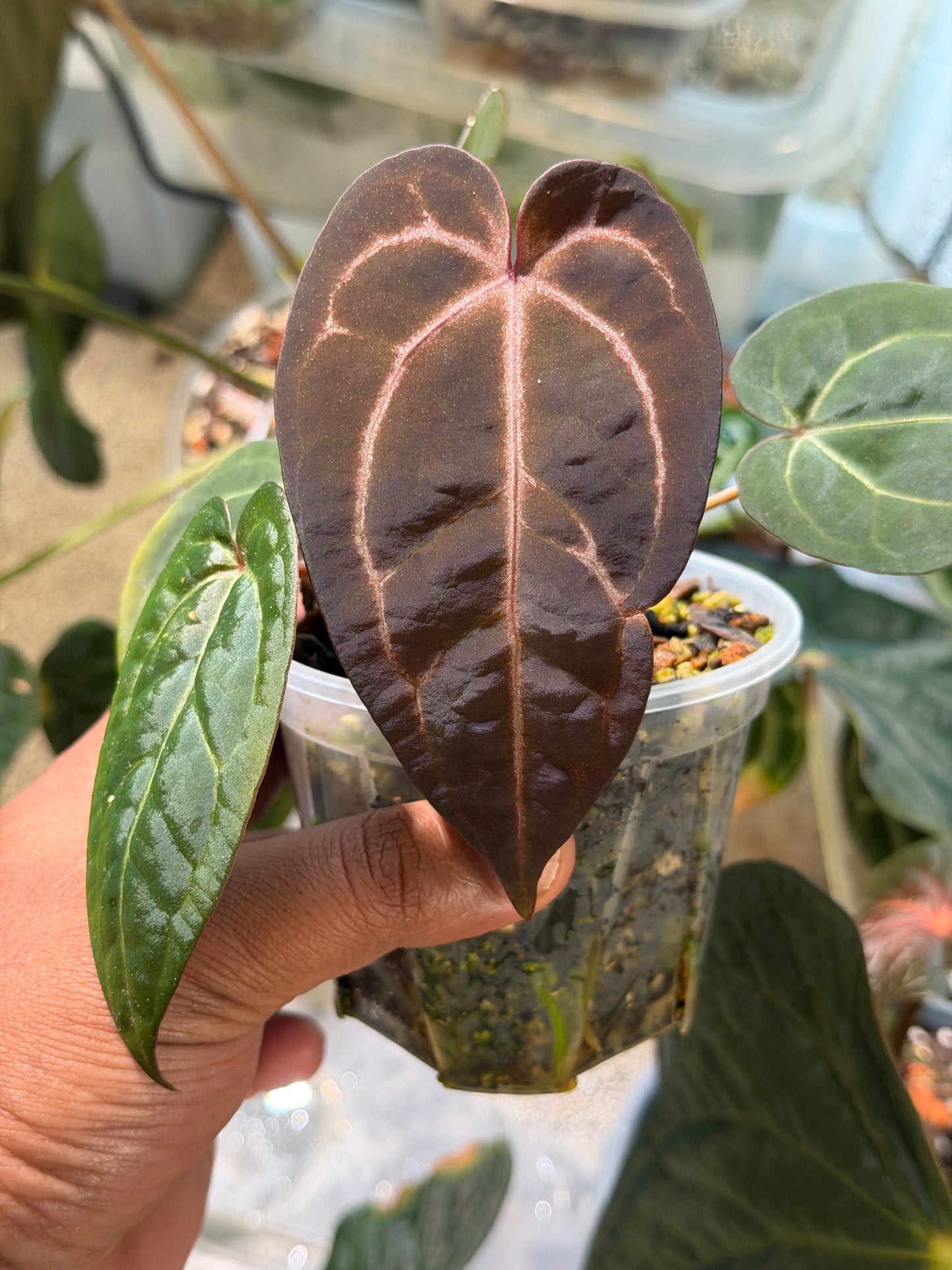 Anthurium Dorayaki × NSE Red Crystal (Mystique A88) – Offset