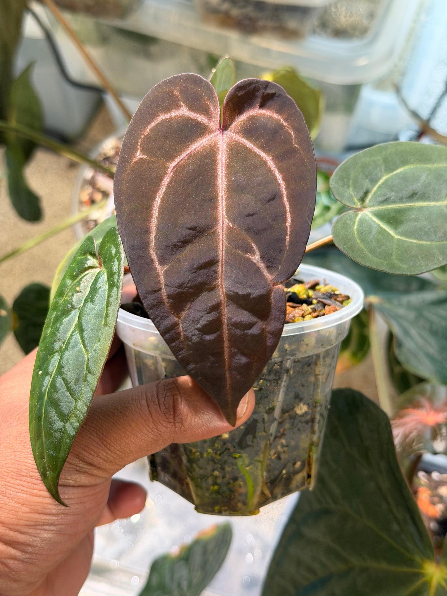 Anthurium Dorayaki × NSE Red Crystal (Mystique A88) – Offset Anthurium Dorayaki × NSE Red Crystal (Mystique A88) – Offset