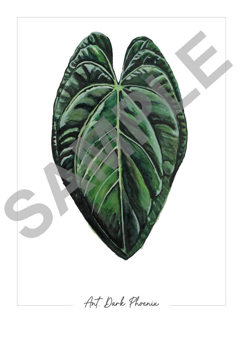 Anthurium ‘Dark Phoenix’ – Fine Art Watercolour Print