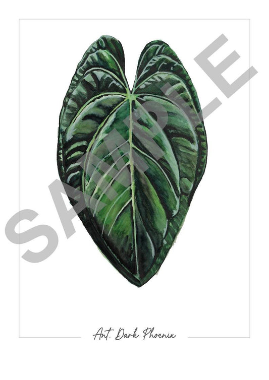 Anthurium ‘Dark Phoenix’ – Fine Art Watercolour Print