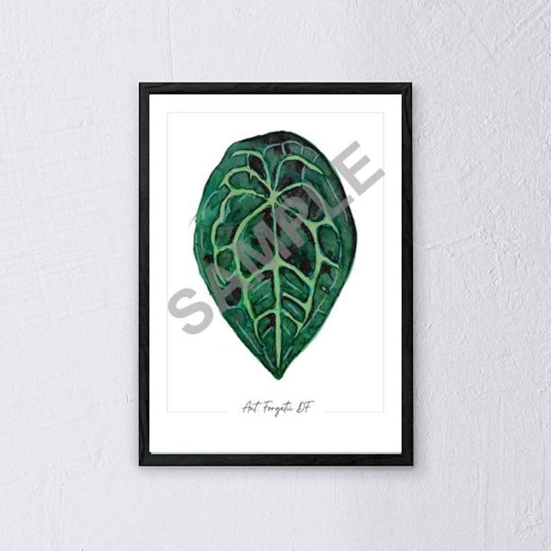 Anthurium ‘Forgetii DF’ – Fine Art Watercolour Print