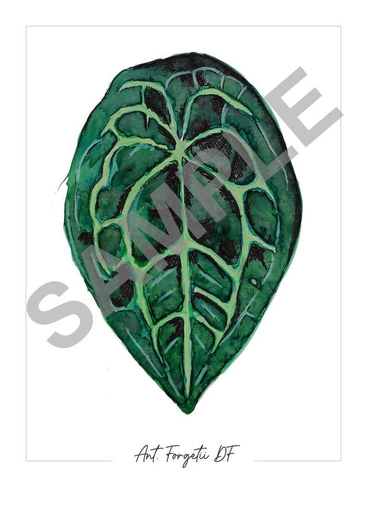 Anthurium ‘Forgetii DF’ – Fine Art Watercolour Print