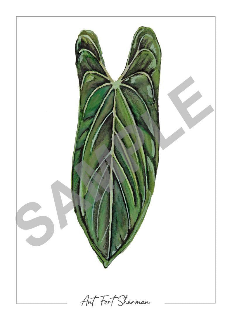 Anthurium ‘Fort Sherman’ – Fine Art Watercolour Print