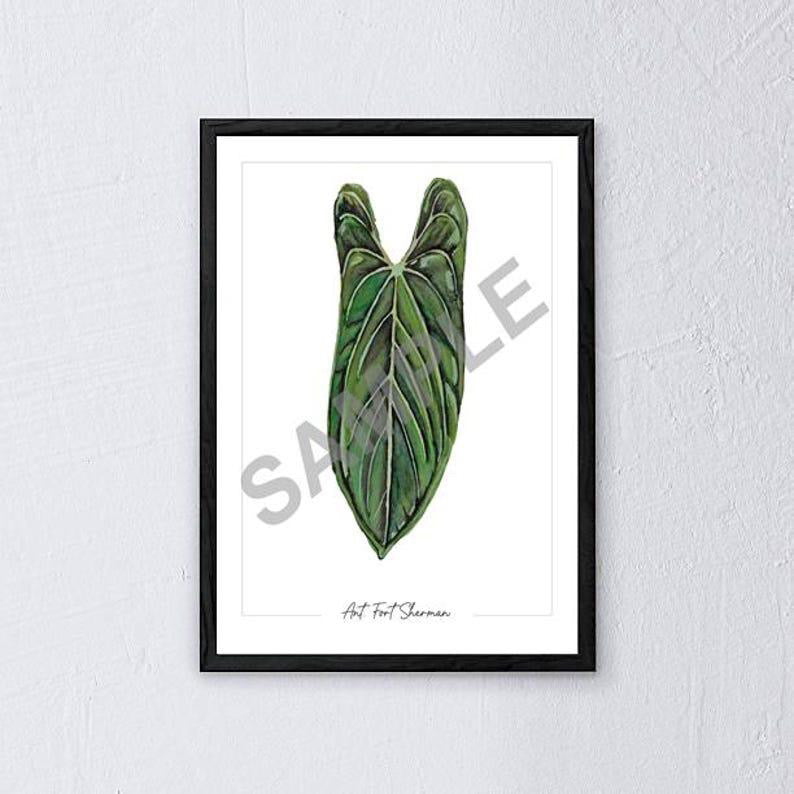 Anthurium ‘Fort Sherman’ – Fine Art Watercolour Print