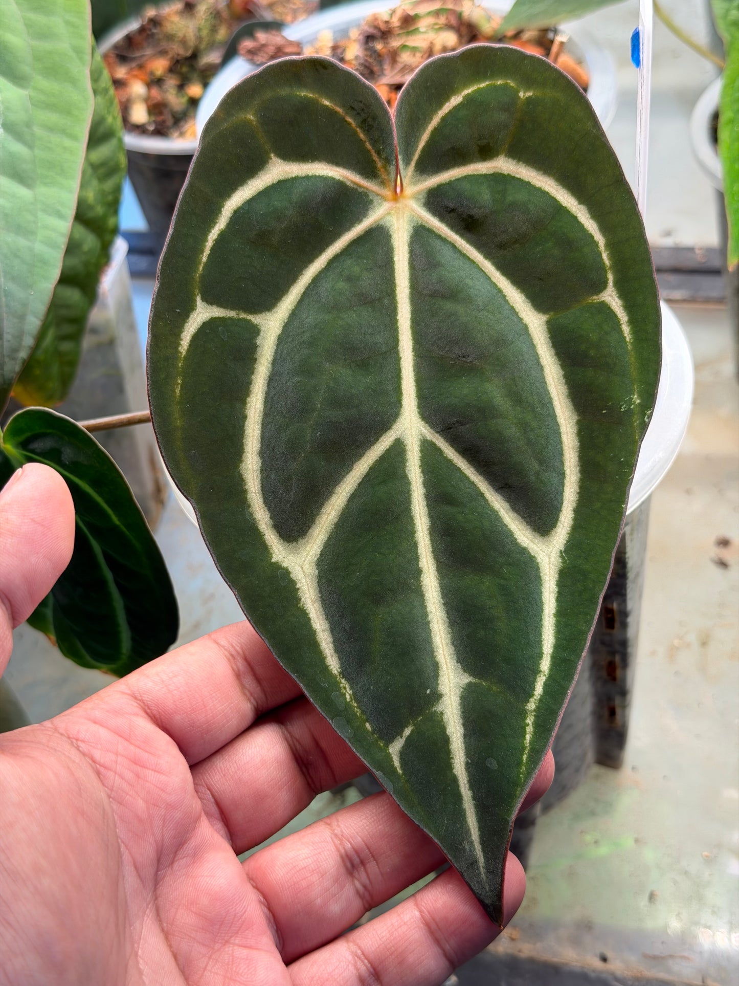 Anthurium Carlablackiae RA4 x RA8 - Clone
