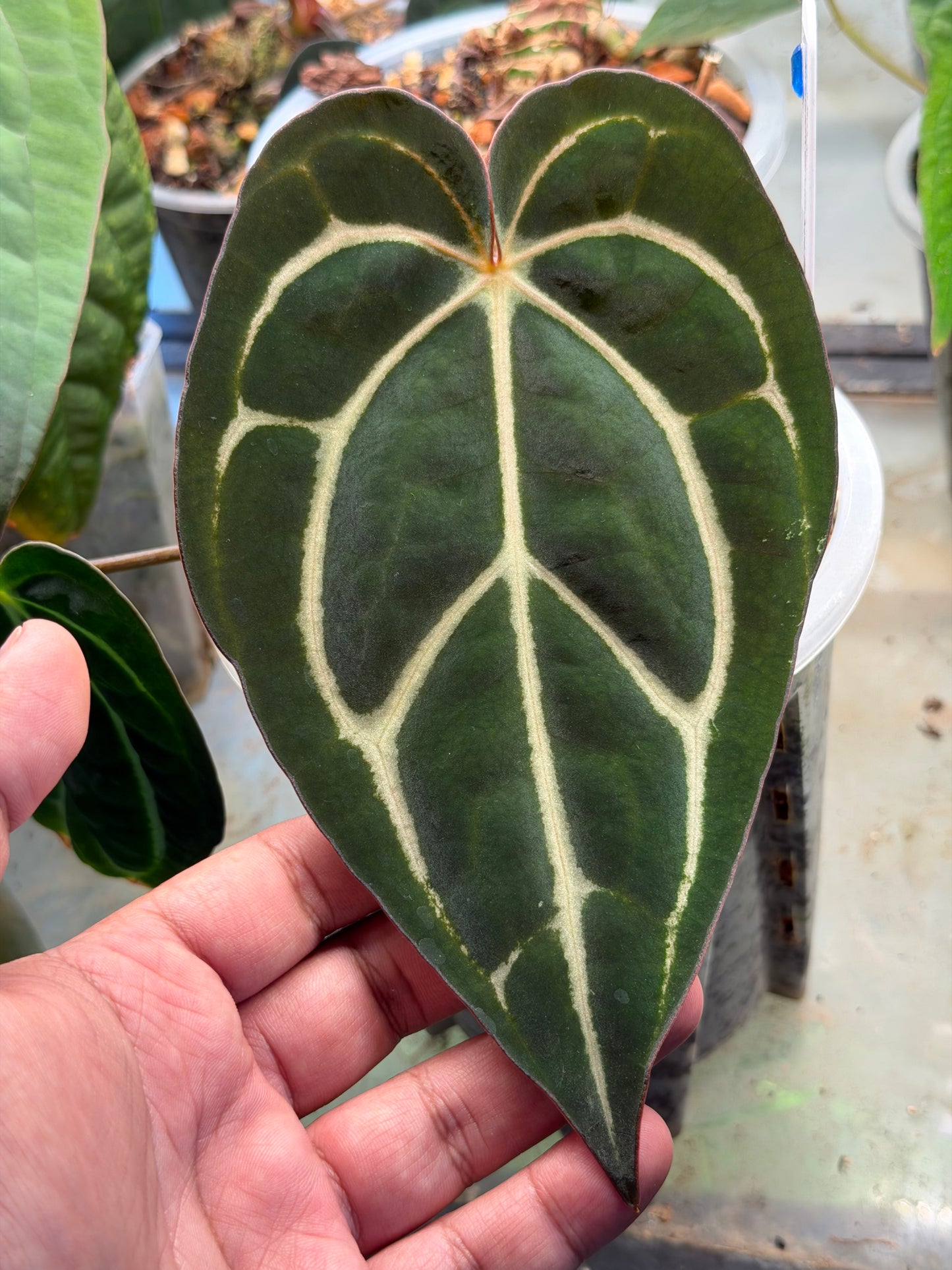 Anthurium Carlablackiae RA4 x RA8 - Clone