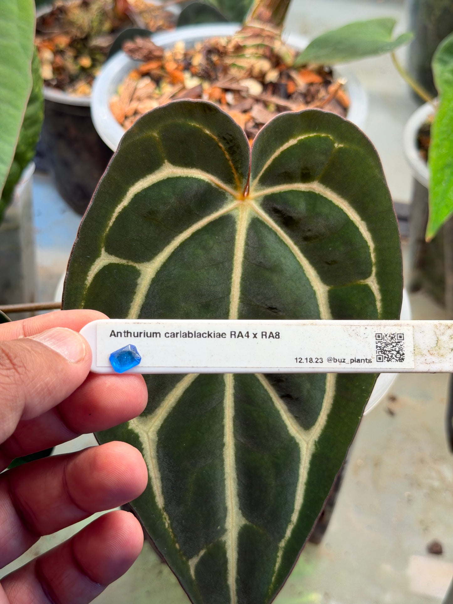 Anthurium Carlablackiae RA4 x RA8 - Clone