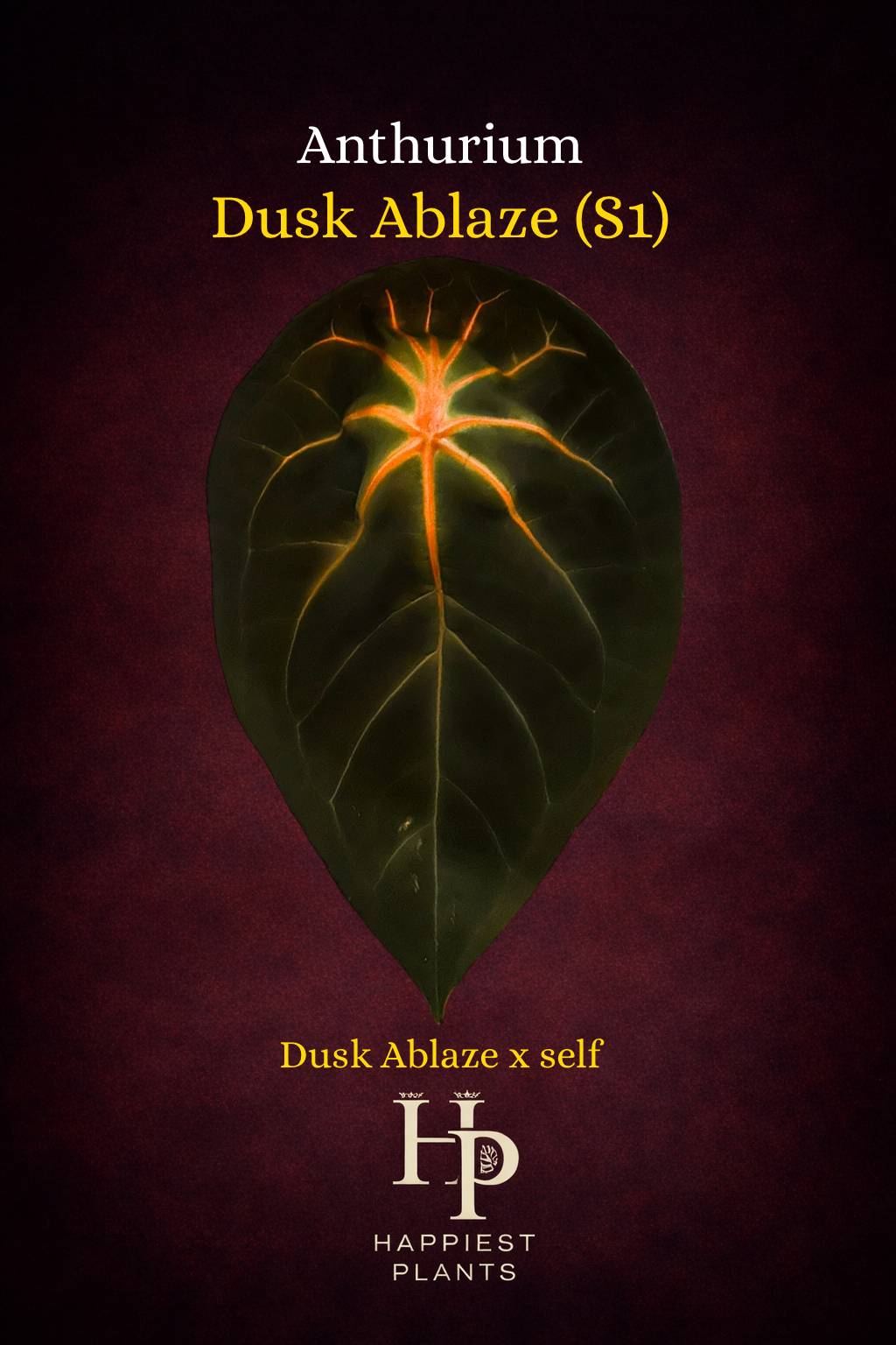Anthurium Dusk Ablaze (S1)