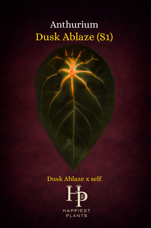 Anthurium Dusk Ablaze (S1)