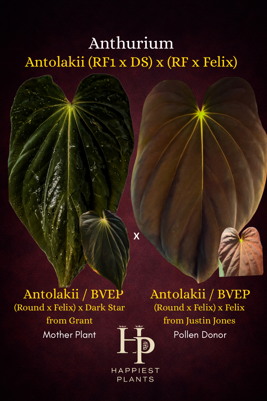 Anthurium Antolakii / BVEP (RF1 x DS) x (RF x Felix)