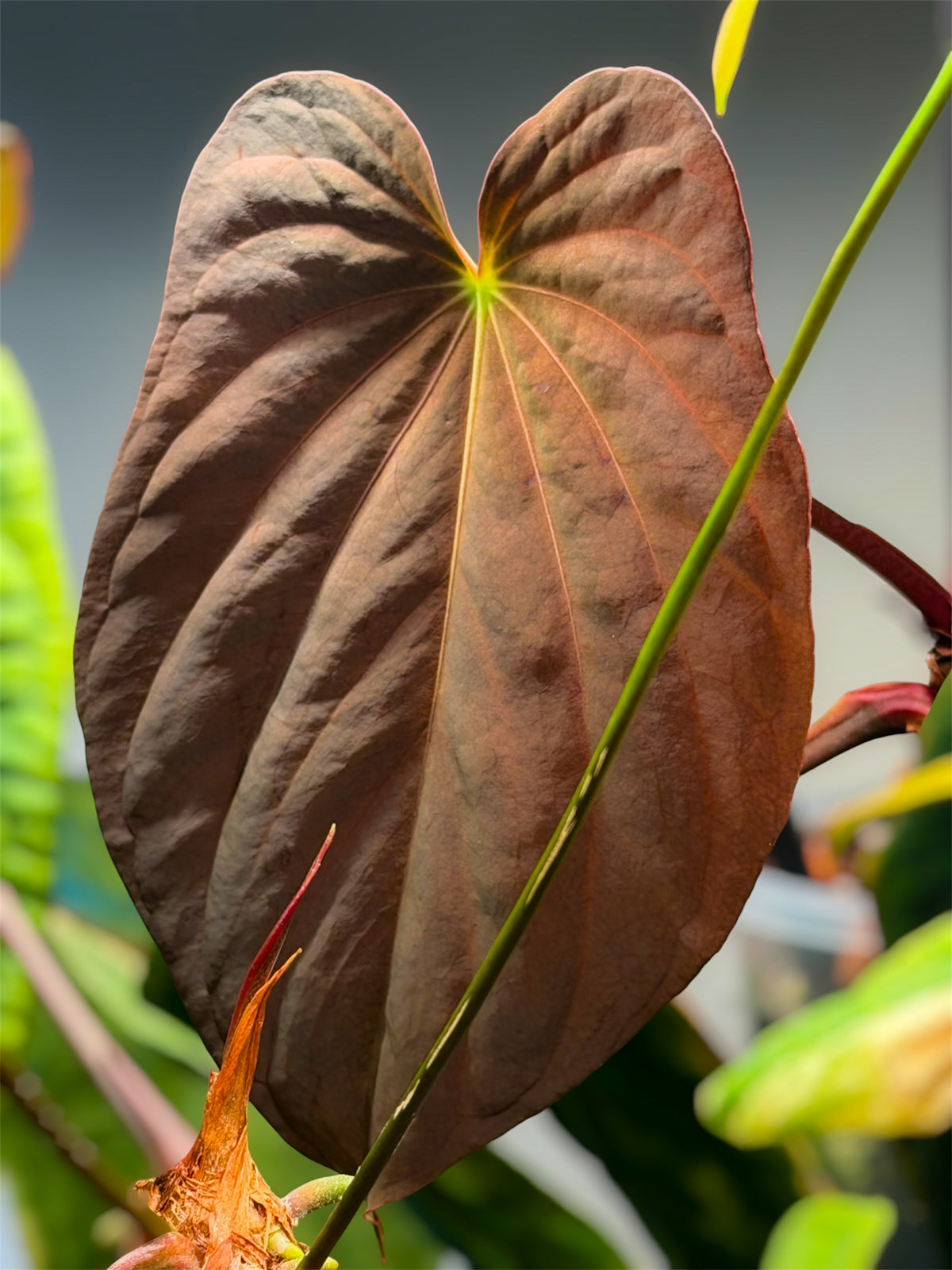Anthurium Antolakii / BVEP (RF1 x DS) x (RF x Felix)