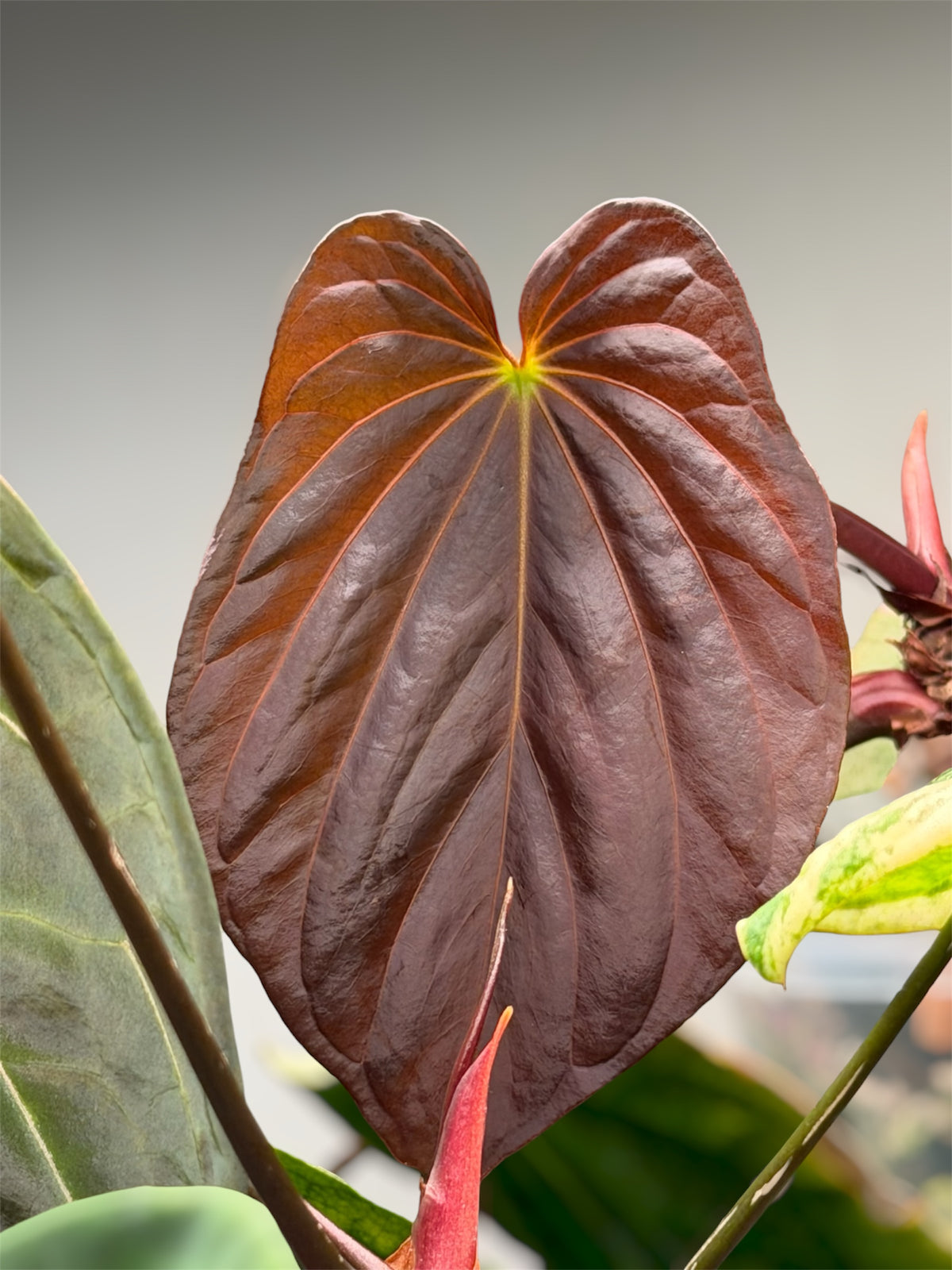 Anthurium Antolakii / BVEP (RF1 x DS) x (RF x Felix)