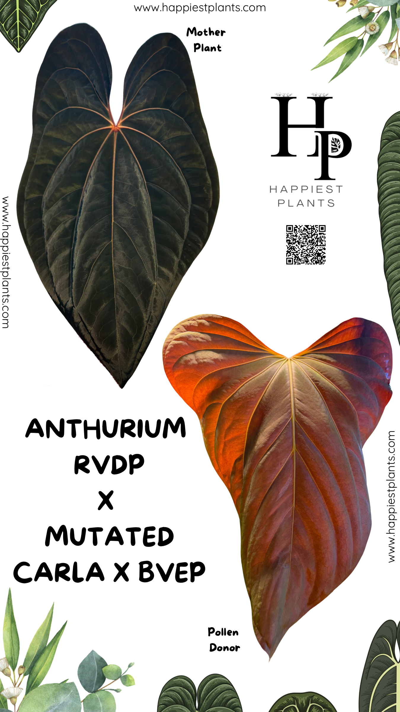 Anthurium RVDP X Carla x BVEP – Seedlings